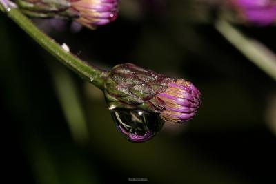 IMG_1387.jpg
