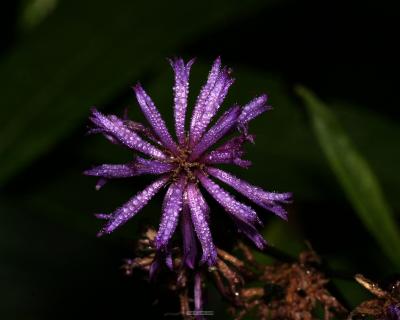 Macro