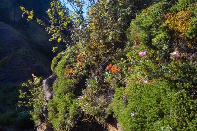 Saddle Mountain