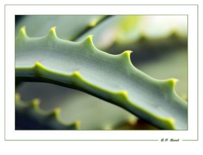 Cactus : les crans de la nature