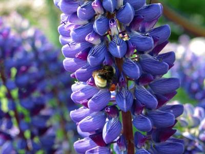 v3/28/34828/3/51703456.lupinblues.jpg