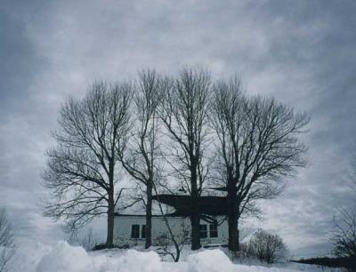 v3/28/34828/3/51703458.wintertrees.jpg