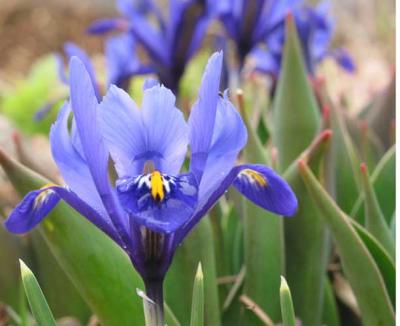 v3/28/34828/3/51703462.irissiberica.jpg