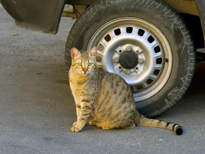 Neighborhood Cat