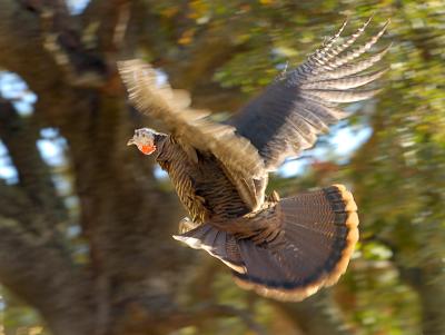 Wild Turkey Flying
