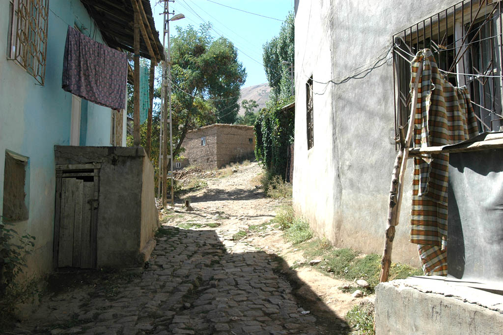 Mus_1175