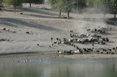 Hasankeyf herd and fisherman 2206