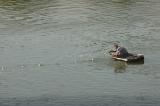 Hasankeyf herd and fisherman 2209