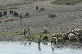 Hasankeyf herd and fisherman 2222