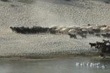 Hasankeyf herd and fisherman 2231