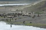 Hasankeyf herd and fisherman 2258