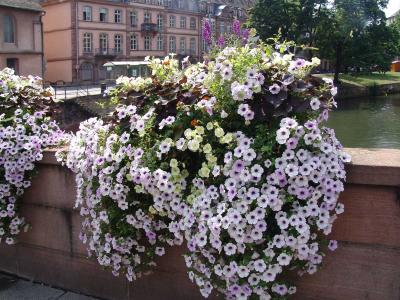 Flowers decoration in the city