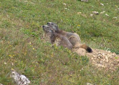 a couple of marmot