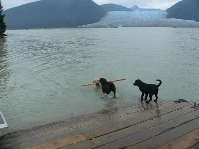 Lab Retrievers that Love to Retrieve Sticks