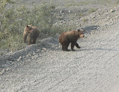 Grizzly Cubs
