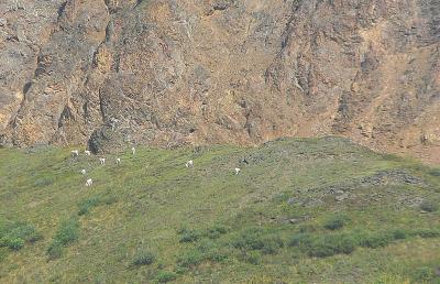 Dall Sheep