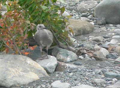 Not sure what bird this is