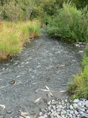 Salmon Spawning and Dying