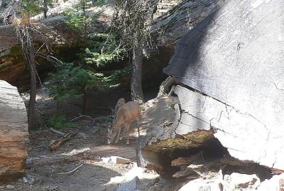 Mule Deer of Yosemite