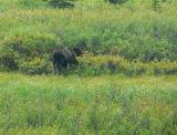 Bull Moose (Bullwinkle ?)