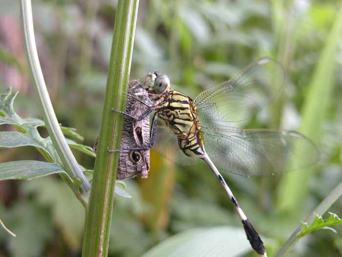 Dragonfly eating butterfly.jpg