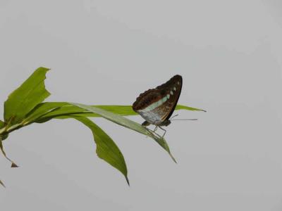 Sumalia daraxa.jpg