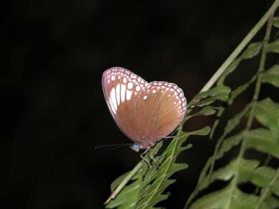 Ethope noirei.jpg