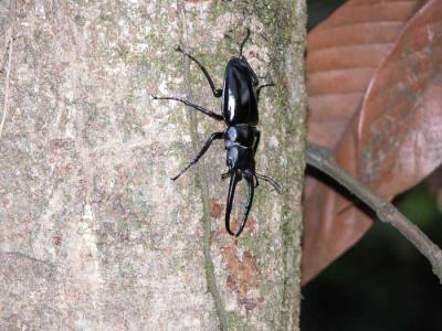 Lucanid beetle.jpg