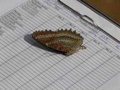 Lacewing butterfly on data sheet.jpg