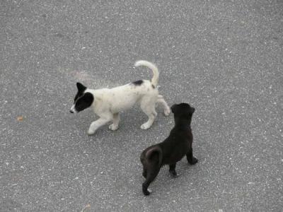 Local dogs.jpg