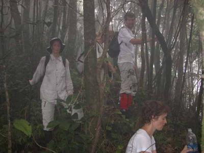 In the fog forest.jpg