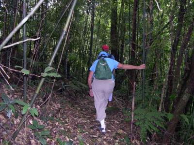 Walking in the forest.jpg