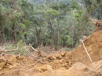 Destruction of forest.jpg