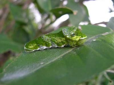 Papilio caterpillar.jpg
