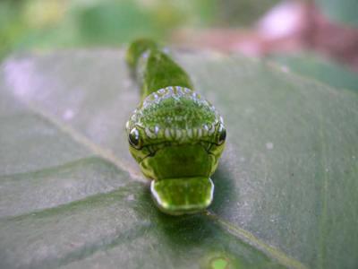 Papilio caterpillar head.jpg