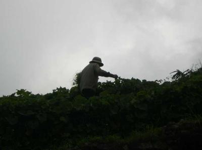 Collecting local vegetable.jpg