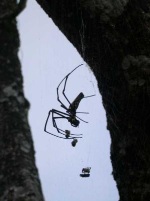 Spider.jpg