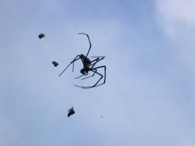 Spider and flies.jpg