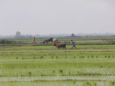 work in the rice field.jpg