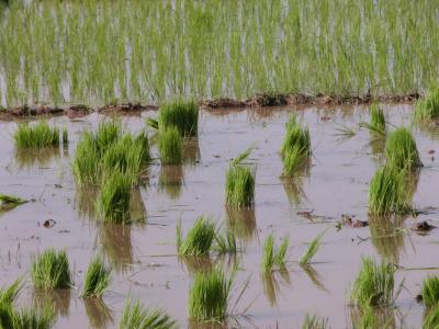 young rice plant.jpg