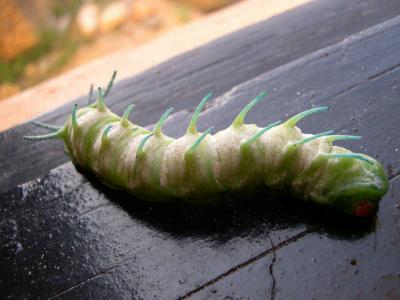 DSCN3818.jpg