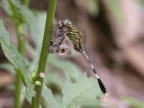 Dragonfly eating butterfly.jpg