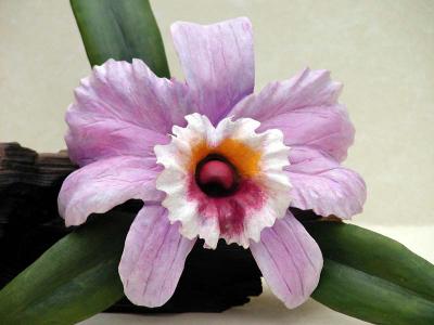 Cattleya Orchid