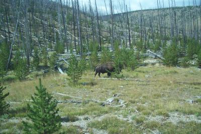 Results of the Yellowstone Fire (and Bison!)