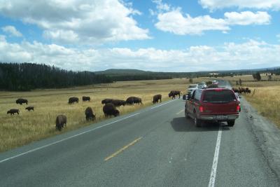 Bison AND the road