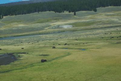 Lots of bison
