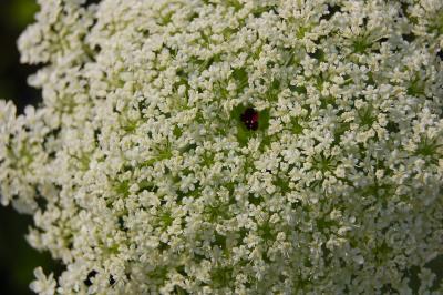 Queen Anns Lace