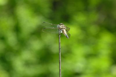 Confused Dragonfly