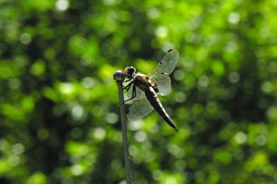 Confused Dragonfly 2