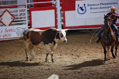 Bigger Bull